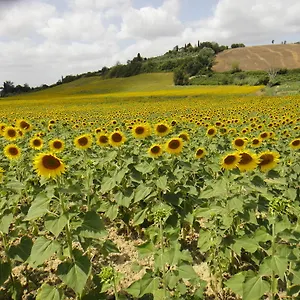 Tenuta Di Colle Alberti Agriturismo , Cerreto Guidi Italia